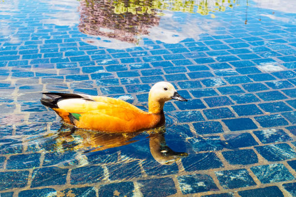 istock Redhead duck - Ogar in water in a city park 1328537210