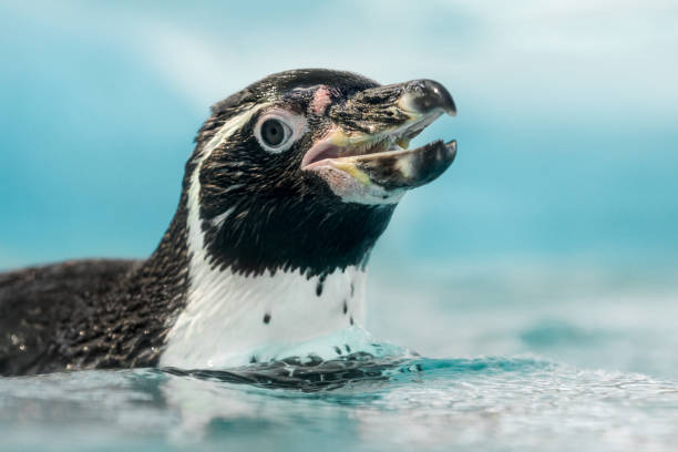 retrato del pingüino de humboldt de la natación - nobody beak animal head penguin fotografías e imágenes de stock