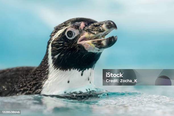 Swimming Humboldt Penguin Portrait Stock Photo - Download Image Now - Penguin, Humboldt Penguin, Zoo