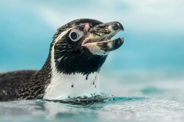 Photo of Swimming Humboldt penguin portrait