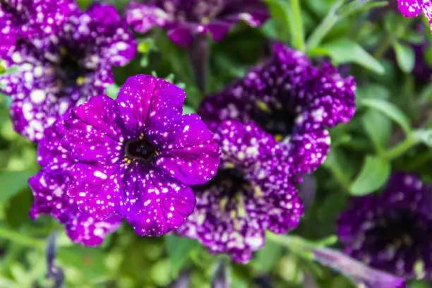 Purple Petunia - Surfinia Flowers with White speckles Looking like a Galaxy in the garden, close up