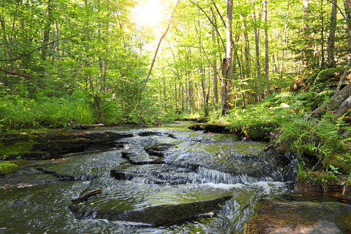 Close up of Wilderness stream with light beams. Wolf Creek. Banning State Park, Minnesota