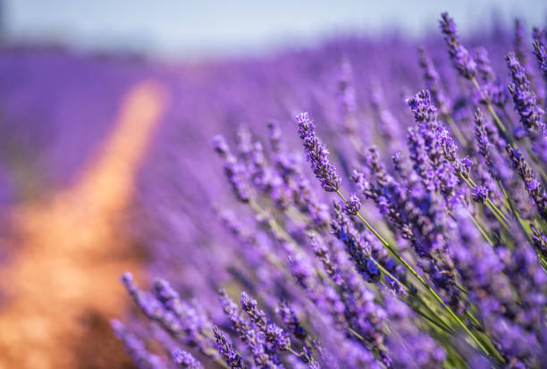 Lavender Field In Summer in Brihuega Close-up of lavender from France in summer, Brihuega, Guadalajara province, Spain lavender stock pictures, royalty-free photos & images