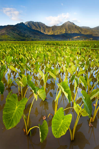 Taro fields in the Hanalei valley on the north coast of Kaua'i Island, Hawaii, USA Taro fields in the Hanalei valley on the north coast of Kaua'i Island, Hawaii, USA north shore stock pictures, royalty-free photos & images