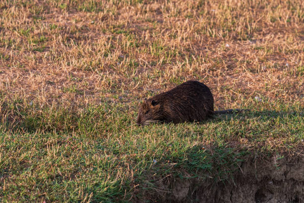 istock Myocastoridae rodent (Myocastor coypus) 1328541112