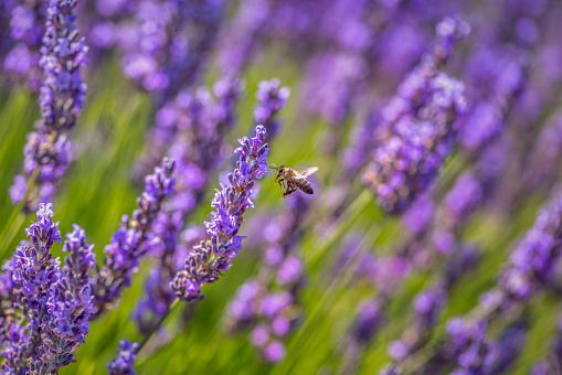Close-up shot of a honey bee insect making pollination in summer on fresh lavender flower