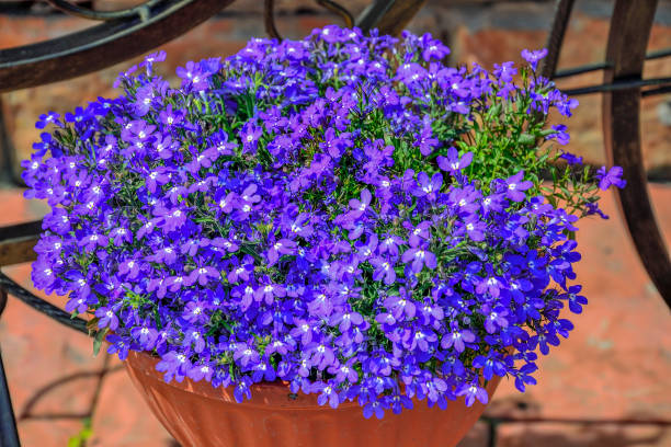 夏の庭のポットに青いロベリアの花(ロベリアエリヌス) - campanula small flower bouquet ストックフォトと画像