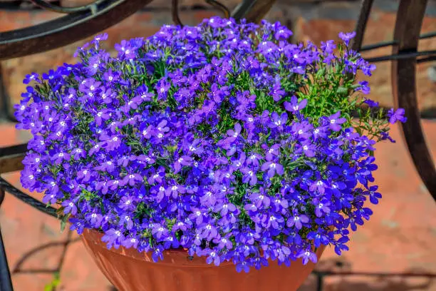 Blue Lobelia flowers or Edging Lobelia, Garden Lobelia  (Lobelia Erinus) in pot in summer garden. Floriculture, landscaping and gardening concept