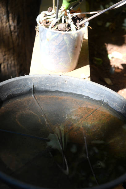 istock abandoned vessel with standing water inside, aedes aegypti larvae proliferation site, dengue, chikungunya, zika virus ,. 1328541926