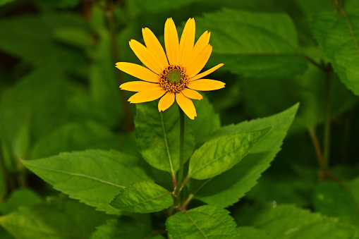 Ox-eye or false sunflower, horizontal, with foliage. Taken in a pollinator meadow in Connecticut.