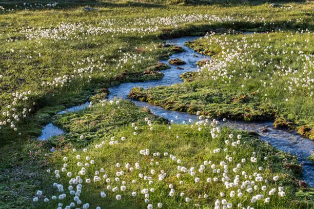 Alpine flora cottongrass (eriophorum) over the Swiss Grimsel Alps in the morning sunrise hours with mountain river and meadow