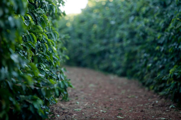 Coffee Plantation