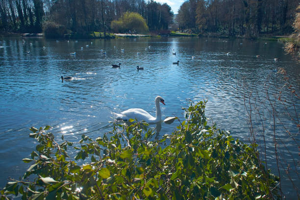 istock White Swan on blue lake with ducks around 1328545302