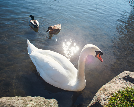 pair of swans mating