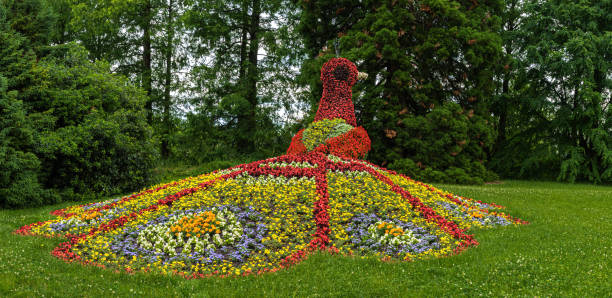 istock Floral peacock in botanical garden Mainau 1328545436
