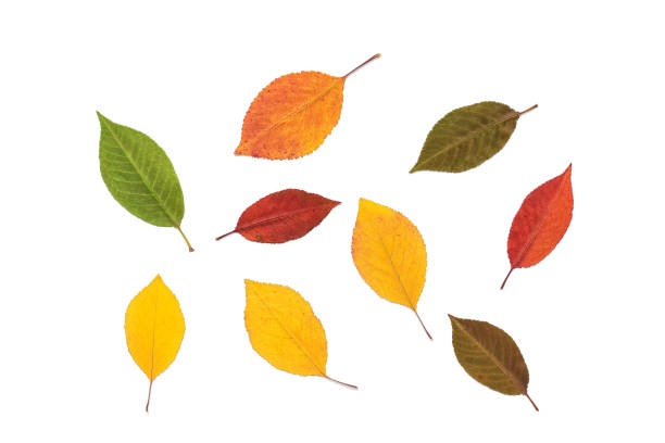 istock Colored autumn leaves isolated on white background. Flat lay, top view. 1328546088
