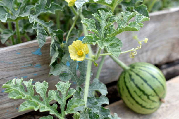 istock Small watermelon fruits on a branch in summer 1328546640
