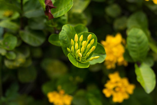 istock Growing flower of tropical bush 1328546718