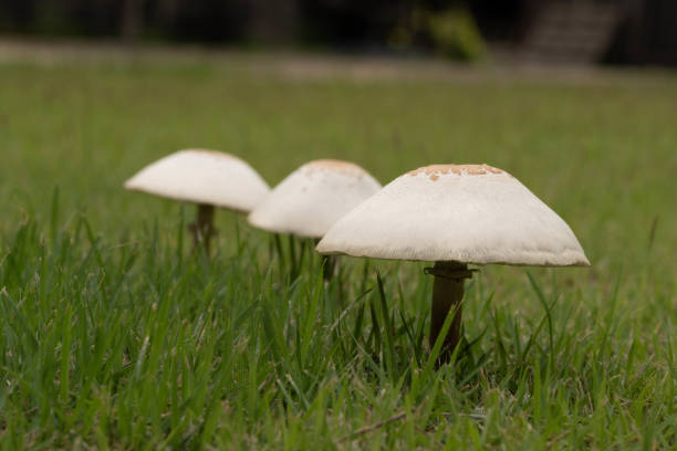 istock Mushrooms grow on the lawn. 1328549308