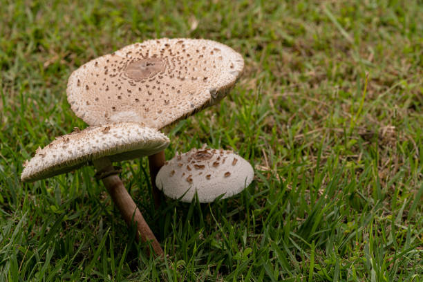 istock Mushrooms grow on the lawn. 1328549372