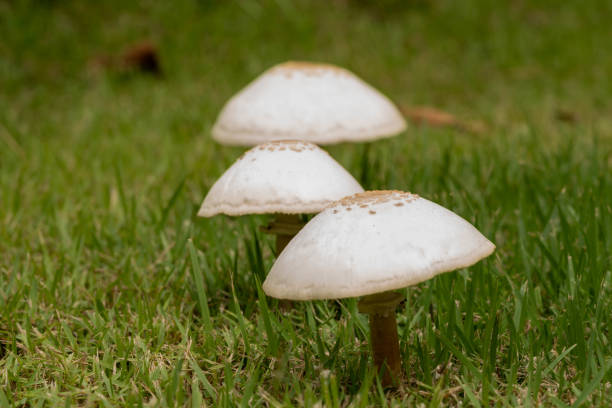 istock Mushrooms grow on the lawn. 1328549476