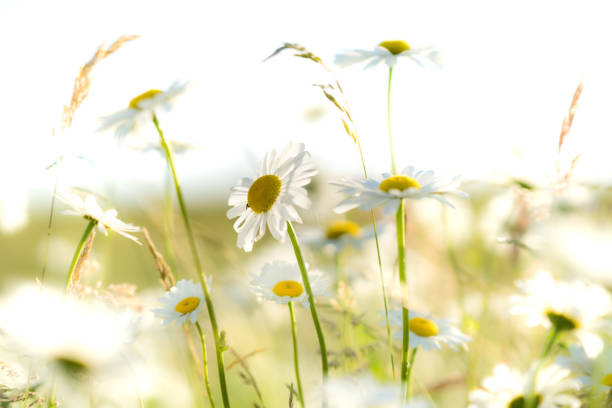 istock Wild meadow. Field flowers. A clear summer day. Blue sky with white clouds. Blurred background. 1328549663