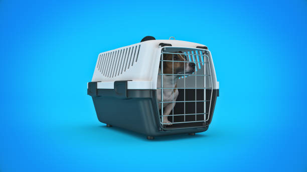 istock the container for transportation of animals with a small doggie. 3d rendering 1328550615