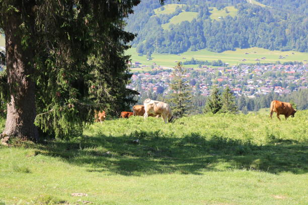 istock Hike on the Wank, Bavaria. 1328550685