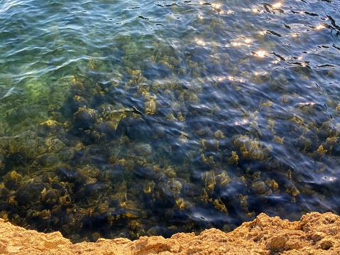 Sea transparent clear turquoise water. Sunshine on sea waves. Dense seaweed algae on ocean floor. Rocky coast shore.