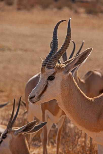 istock Springbok Antidorcas marsupialis  4747 1328551720