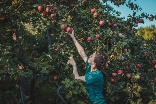 młoda piękna dziewczyna zbierająca czerwone jabłka - women red fruit picking zdjęcia i obrazy z banku zdjęć