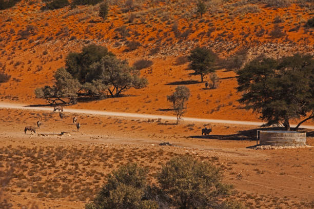 istock Oryx Oryx gazella at a Kalahari watering point 4794 1328552349