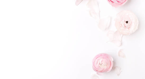 istock pink flowers on white background, postcard mockup 1328553050