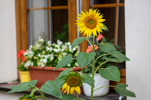 Helianthus annuus common sunflowers in bloon in front of wooden window, big beautiful flowering plant, green stem and foliage