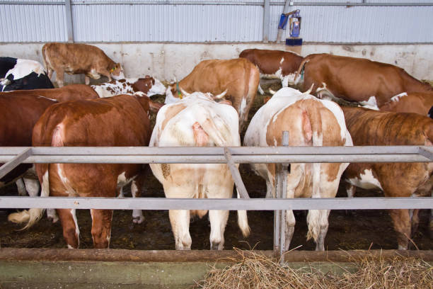 istock Cows stand in a row with their backs turned in cowshed. Farm animals. 1328559782