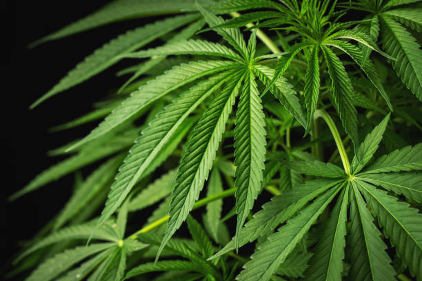 istock Marijuana leaves, cannabis on a dark background, beautiful background, indoor cultivation 1328559892