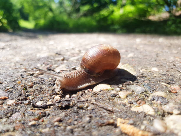 istock The grape snail Helix pomatia crawls on the ground. Snail with a shell 1328560255