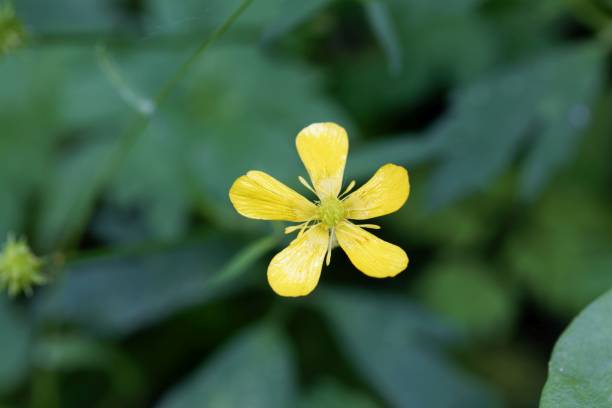 istock Flower of a creeping buttercup, Ranunculus repens 1328560324
