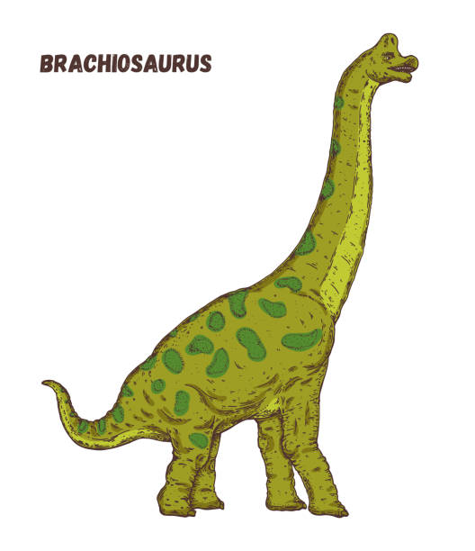 Brachiosaurus Drawing Illustrations, Royalty-Free Vector Graphics & Clip Art - iStock Brachiosaurus Drawing Illustrations, Royalty-Free Vector Graphics & Clip Art - iStock