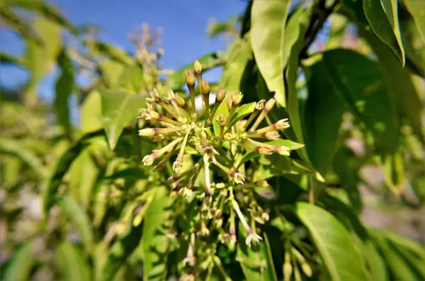 Photo of Cestrum nocturnum flowers blooming in the field