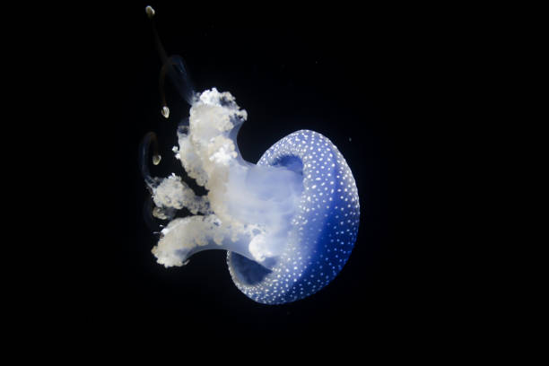 australijska meduza spottet przed czarnym tłem - white spotted jellyfish zdjęcia i obrazy z banku zdjęć