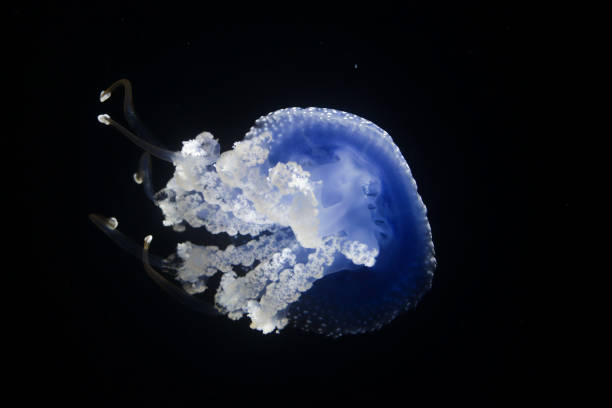 vista inferior de una medusa blanca manchada frente a un fondo negro. - white spotted jellyfish fotos fotografías e imágenes de stock