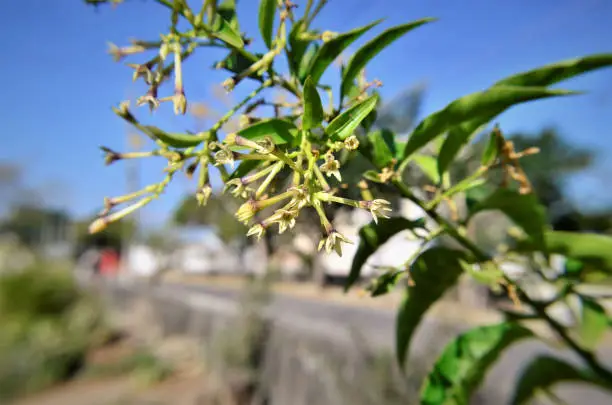 Photo of Cestrum nocturnum with flowers in city field