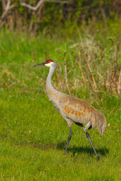 istock Sandhill Crane Portrait (Antigone canadensis) 1328561553