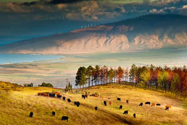 미국 하와이 주 하와이 주 할레아칼라 국립공원으로 가는 길에서 멋진 경치 - haleakala national park 뉴스 사진 이미지