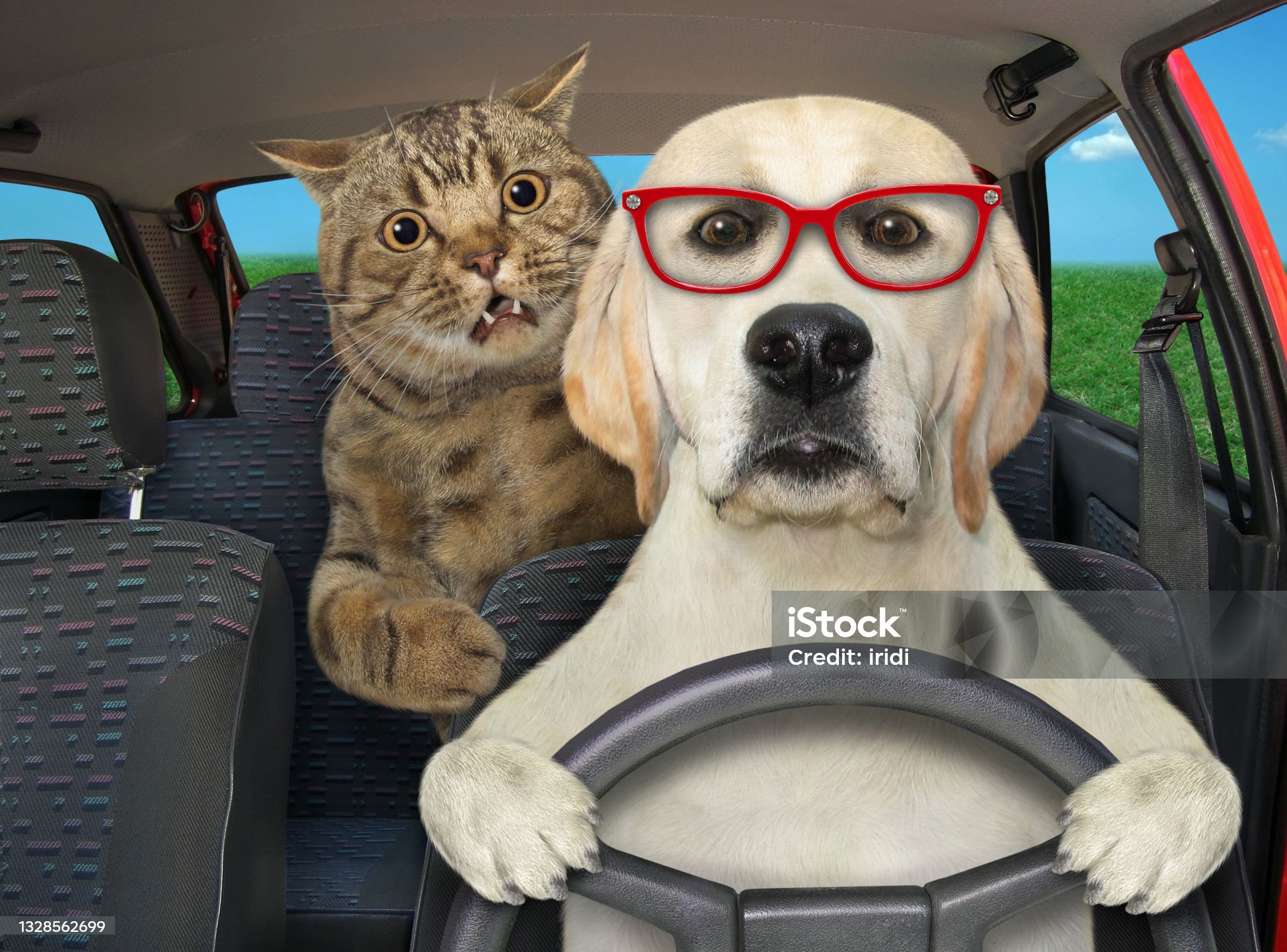 dog-labrador-with-cat-drives-auto.jpg