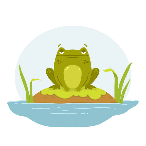A frog in a swamp. Toad sits on a rock. Cute flat hand drawn character. Vector illustration isolated on white background. A frog in a swamp. Toad sits on a rock. Cute flat hand drawn character. Vector illustration isolated on white background. frog illustrations stock illustrations