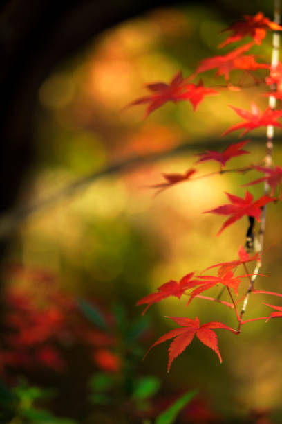 foto ravvicinata di una foglia d'acero diventata rossa nella stagione autunnale - japanese maple maple leaf leaf maple tree foto e immagini stock