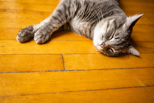 This is a photograph of an older gray tabby cat sleeping indoors on a hardwood floor in Chicago, USA.