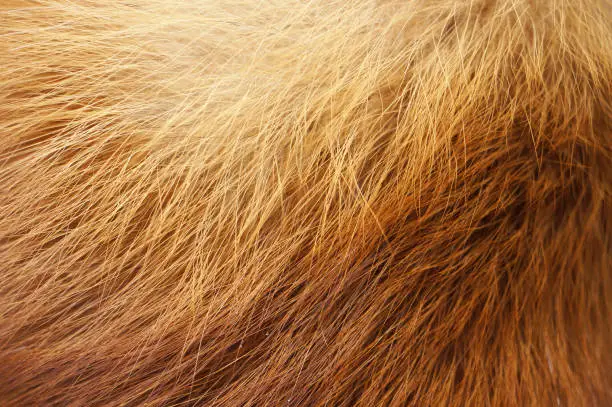 Closeup of red fox fur. Natural orange background.